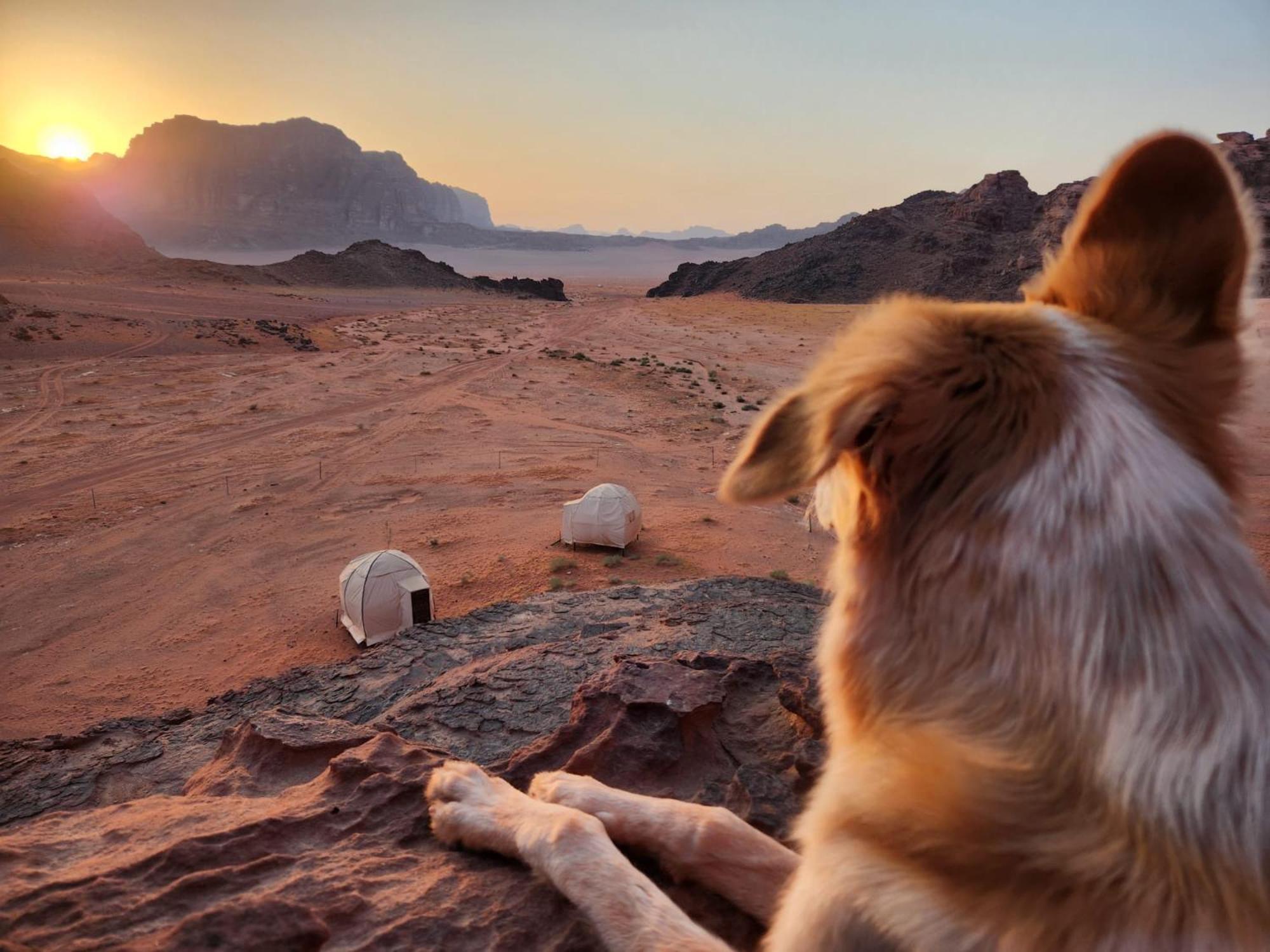 Wadi Rum Natural Life Esterno foto